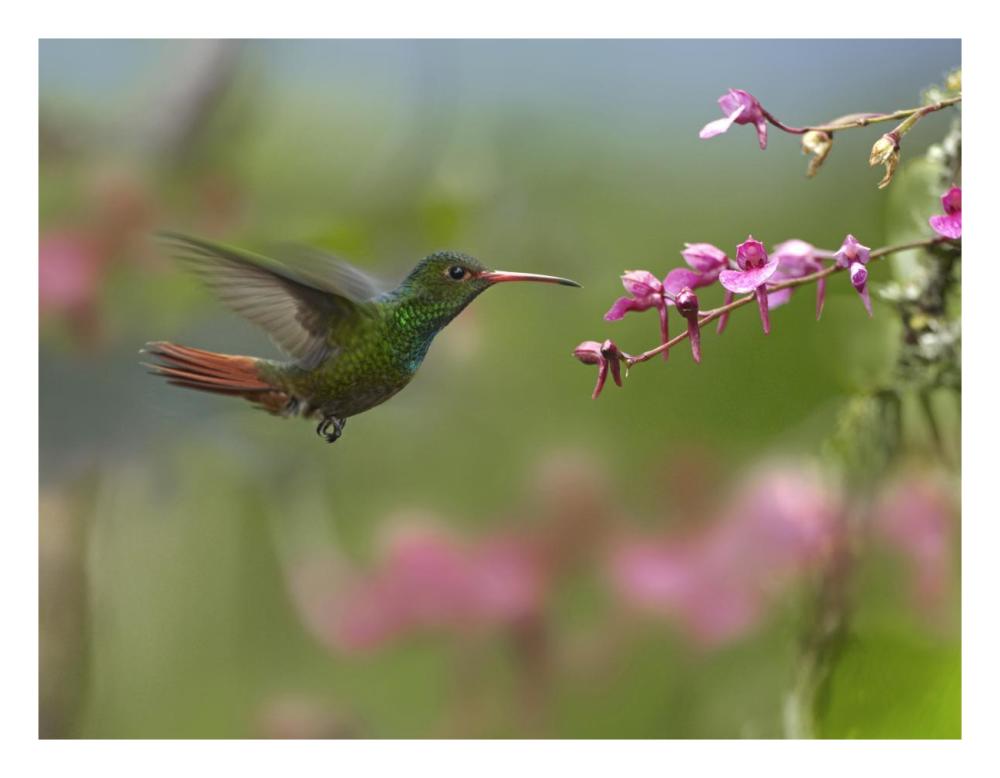 Rufous-tailed Hummingbird hovering near flower, Ecuador-Paper Art-26"x20"