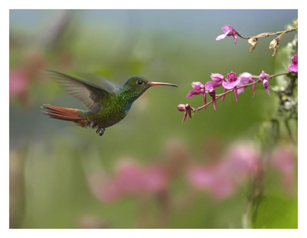 Rufous-tailed Hummingbird hovering near flower, Ecuador-Paper Art-34"x26"