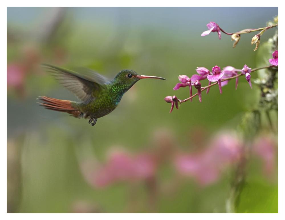 Rufous-tailed Hummingbird hovering near flower, Ecuador-Paper Art-42"x32"
