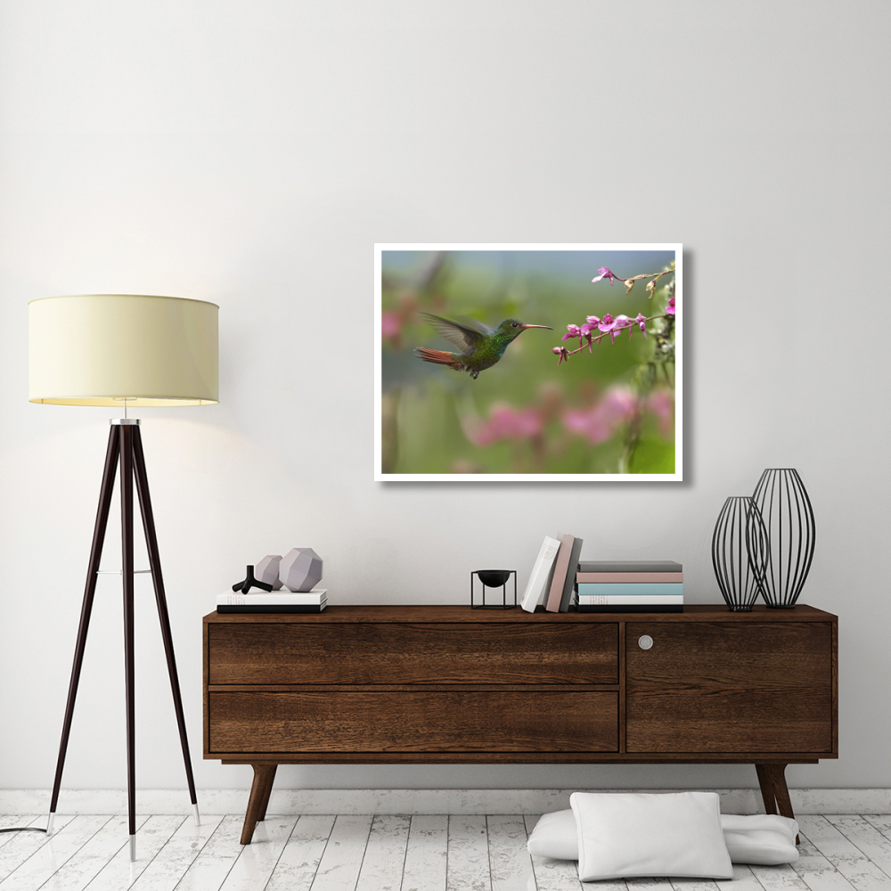 Rufous-tailed Hummingbird hovering near flower, Ecuador-Paper Art-42&quotx32"