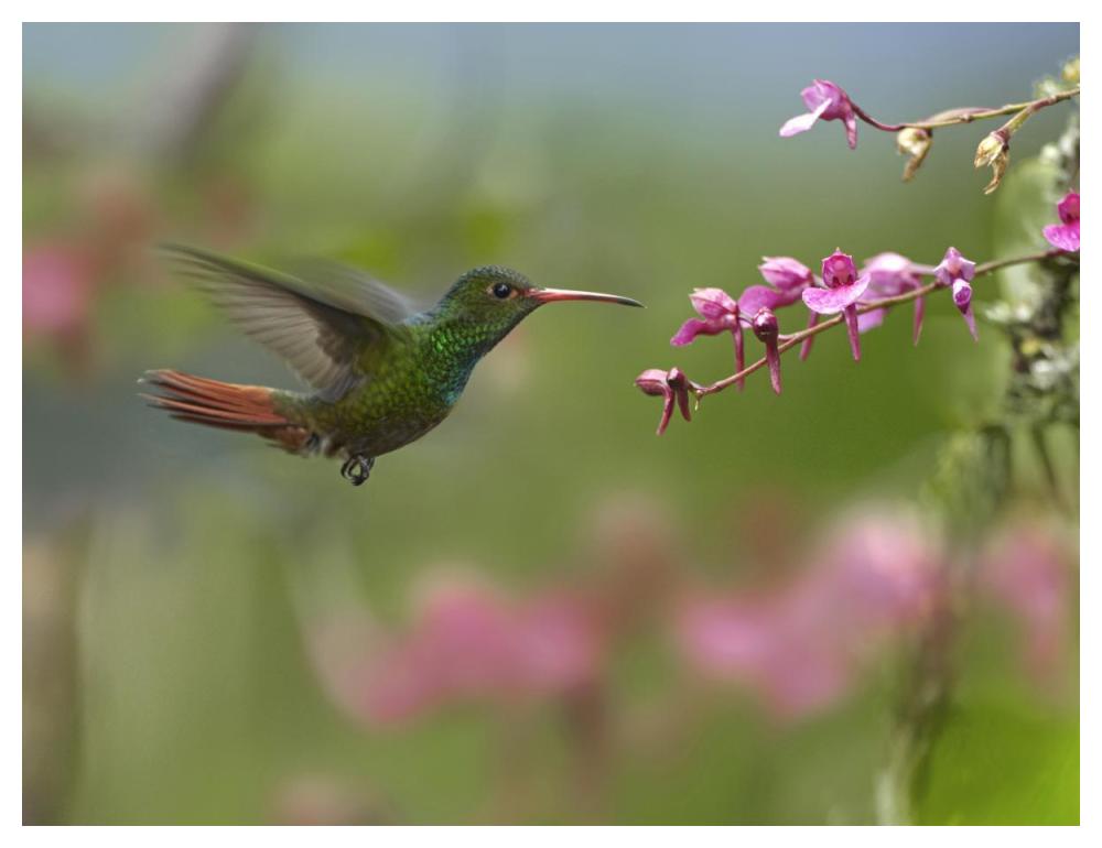 Rufous-tailed Hummingbird hovering near flower, Ecuador-Paper Art-50"x38"