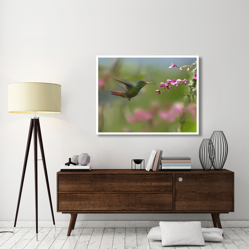 Rufous-tailed Hummingbird hovering near flower, Ecuador-Paper Art-50&quotx38"