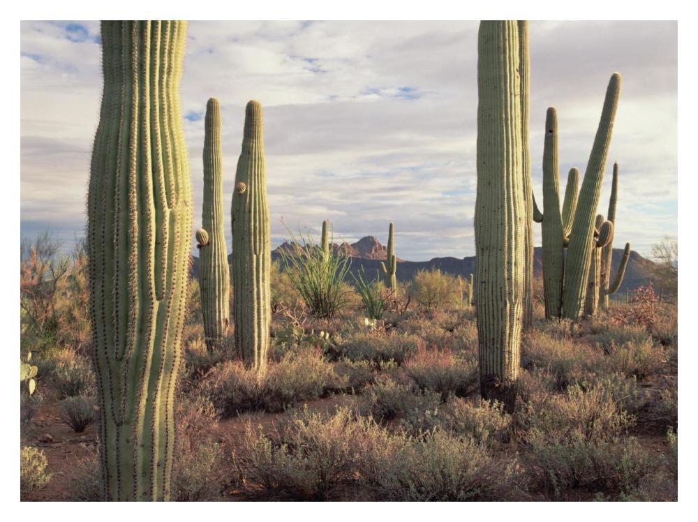 Safford Peak and Saguaro Saguaro National Park, Arizona-Paper Art-18"x14"