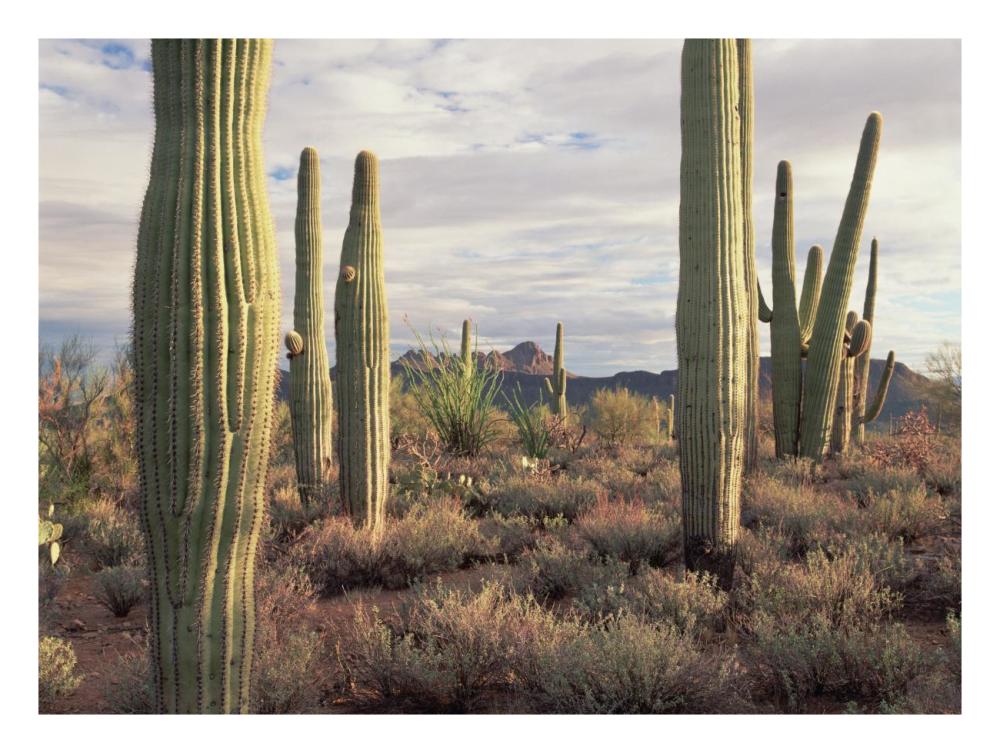 Safford Peak and Saguaro Saguaro National Park, Arizona-Paper Art-26"x20"