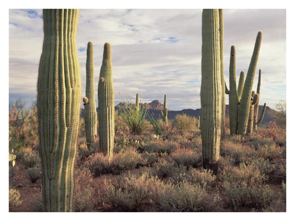 Safford Peak and Saguaro Saguaro National Park, Arizona-Paper Art-34"x26"