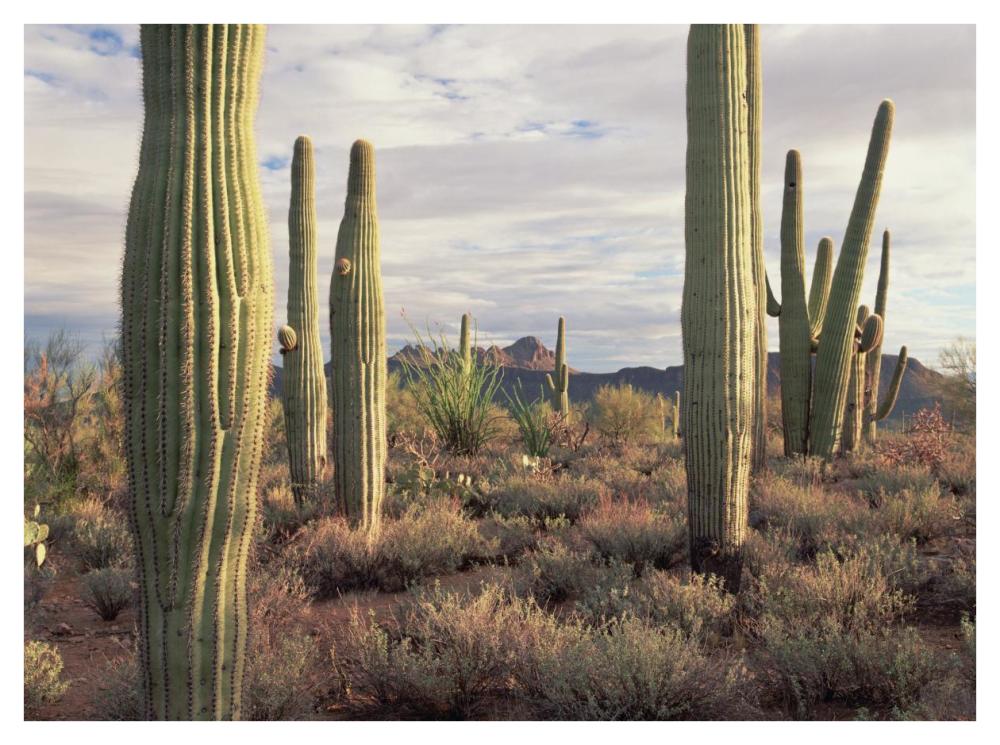 Safford Peak and Saguaro Saguaro National Park, Arizona-Paper Art-42"x32"