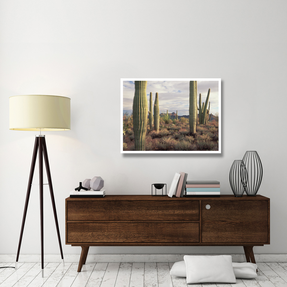 Safford Peak and Saguaro Saguaro National Park, Arizona-Paper Art-42&quotx32"