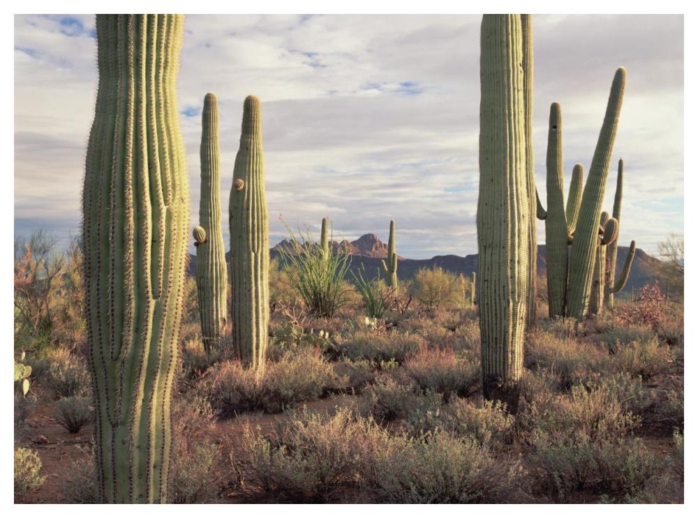 Safford Peak and Saguaro Saguaro National Park, Arizona-Paper Art-50"x38"