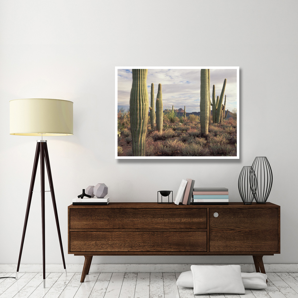 Safford Peak and Saguaro Saguaro National Park, Arizona-Paper Art-50&quotx38"