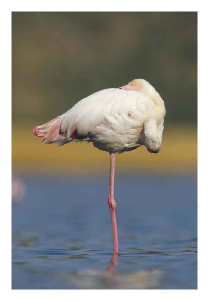 Greater Flamingo standing on one leg as it rests, Kenya-Paper Art-18"x26"
