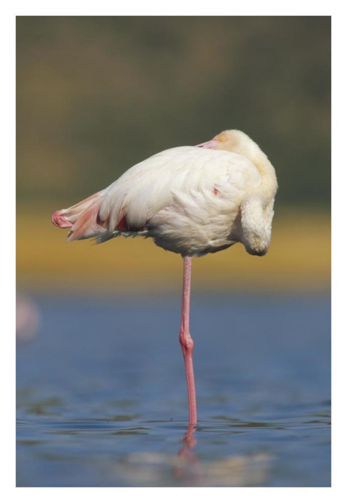 Greater Flamingo standing on one leg as it rests, Kenya-Paper Art-22"x32"