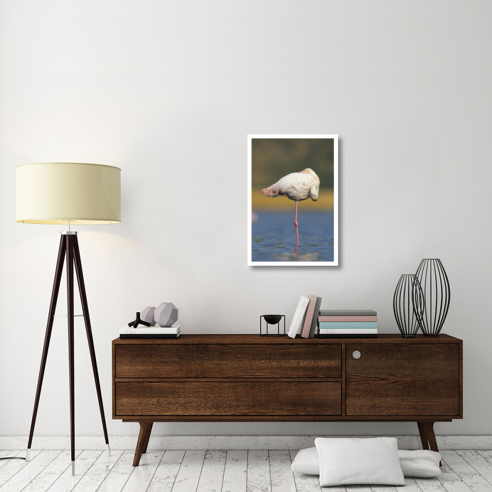 Greater Flamingo standing on one leg as it rests, Kenya-Paper Art-22&quotx32"