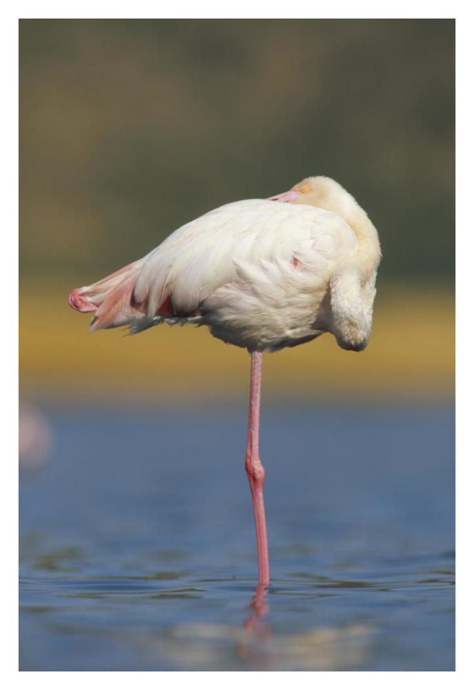 Greater Flamingo standing on one leg as it rests, Kenya-Paper Art-26"x38"