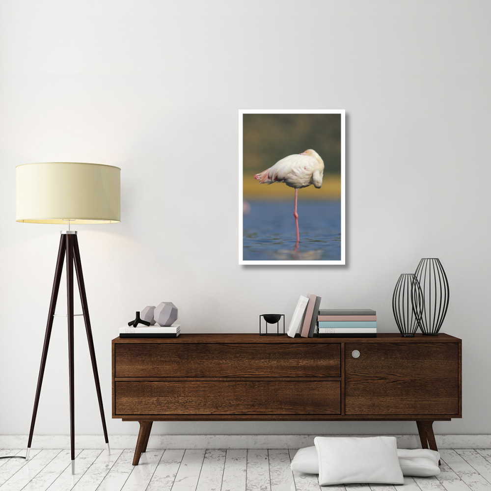 Greater Flamingo standing on one leg as it rests, Kenya-Paper Art-26&quotx38"