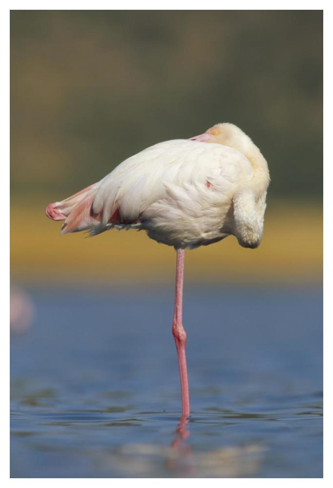 Greater Flamingo standing on one leg as it rests, Kenya-Paper Art-34"x50"