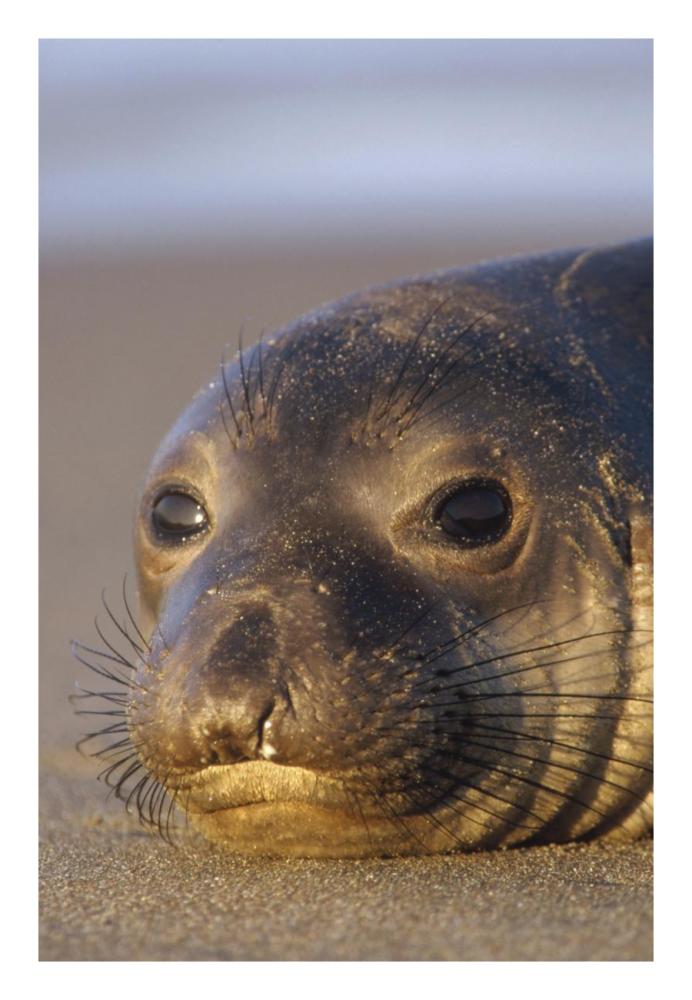 Northern Elephant Seal portrait on beach, North America-Paper Art-18"x26"