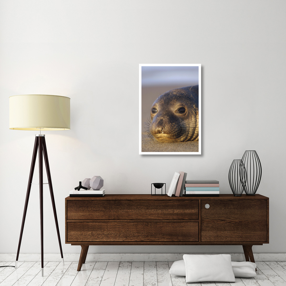 Northern Elephant Seal portrait on beach, North America-Paper Art-26&quotx38"