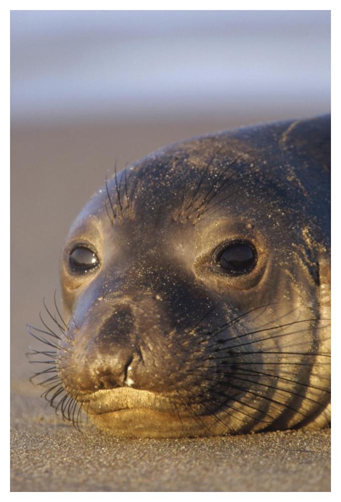 Northern Elephant Seal portrait on beach, North America-Paper Art-34"x50"