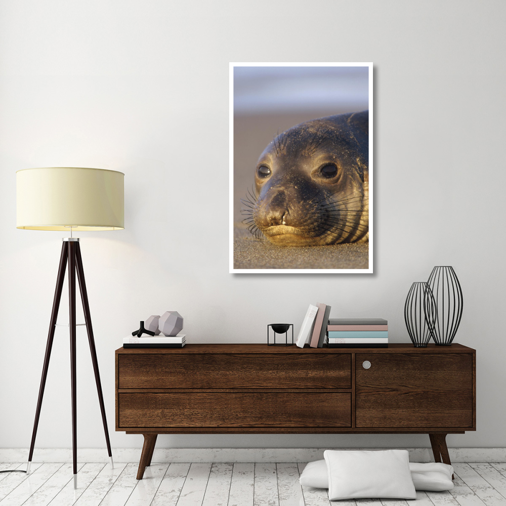 Northern Elephant Seal portrait on beach, North America-Paper Art-34&quotx50"