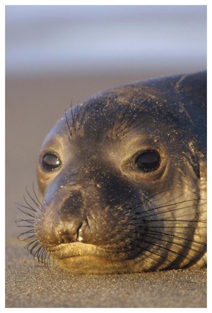 Northern Elephant Seal portrait on beach, North America-Paper Art-42"x62"