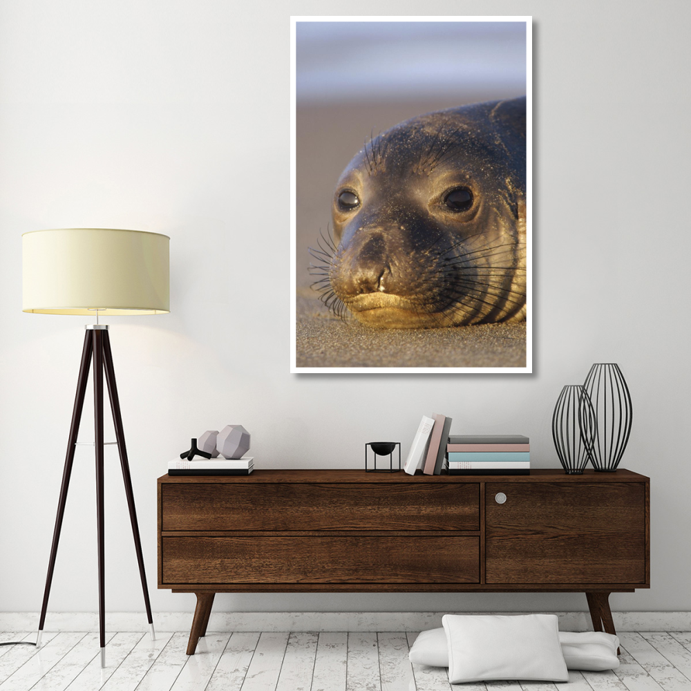 Northern Elephant Seal portrait on beach, North America-Paper Art-42&quotx62"