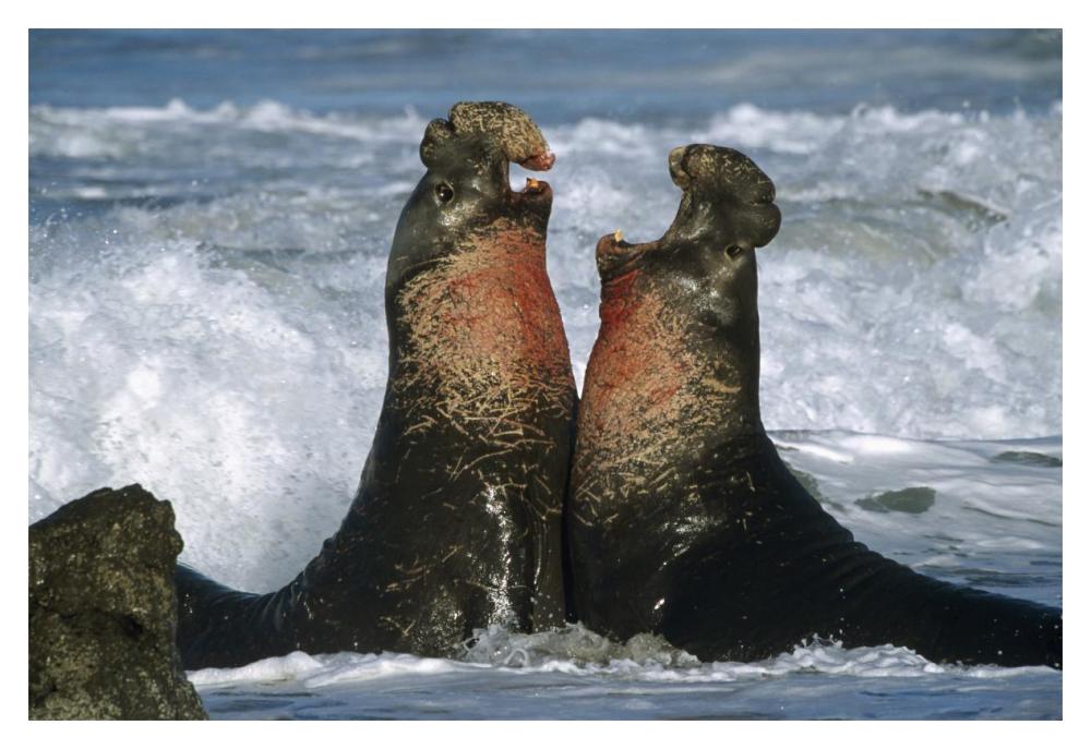 Northern Elephant Seal males fighting, California Coast-Paper Art-20"x14"