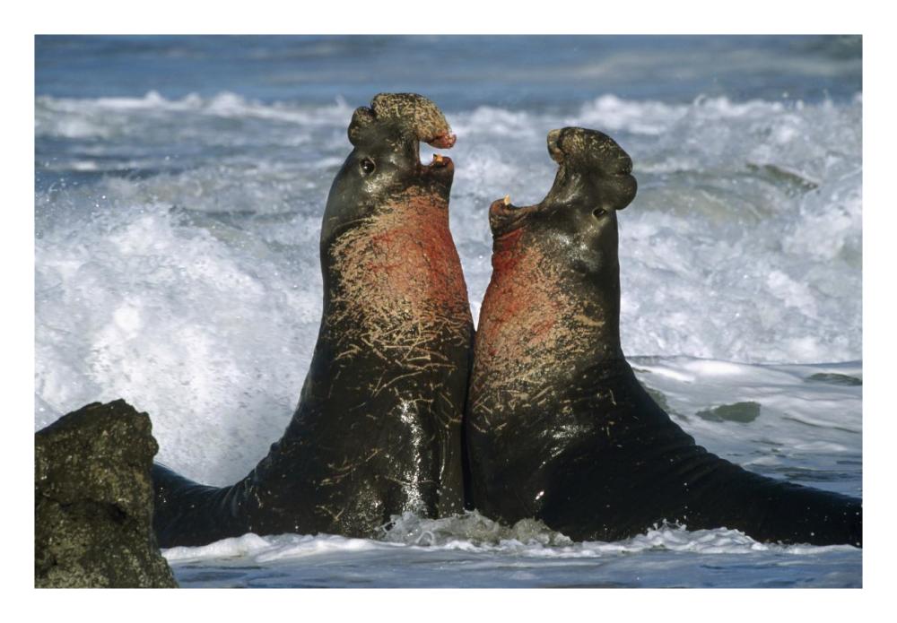 Northern Elephant Seal males fighting, California Coast-Paper Art-26"x18"