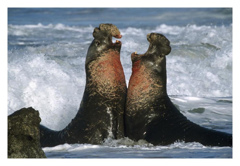 Northern Elephant Seal males fighting, California Coast-Paper Art-32"x22"