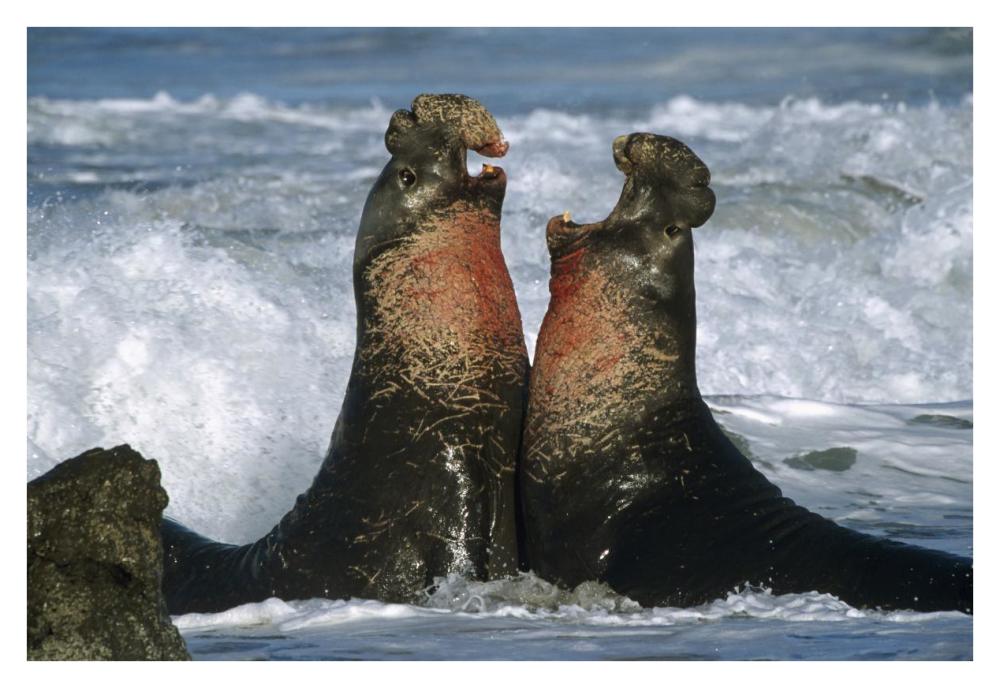 Northern Elephant Seal males fighting, California Coast-Paper Art-38"x26"