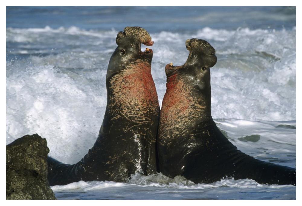 Northern Elephant Seal males fighting, California Coast-Paper Art-50"x34"
