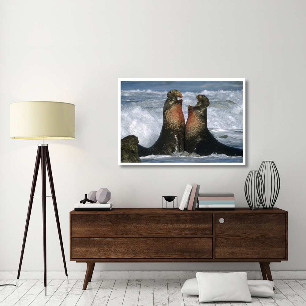 Northern Elephant Seal males fighting, California Coast-Paper Art-50&quotx34"