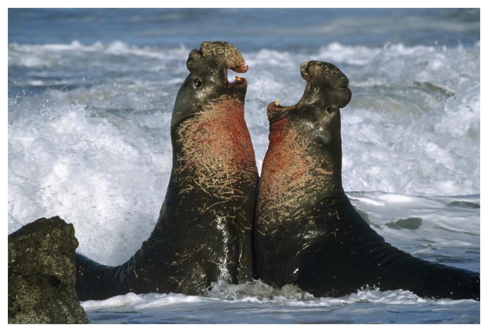 Northern Elephant Seal males fighting, California Coast-Paper Art-62"x42"