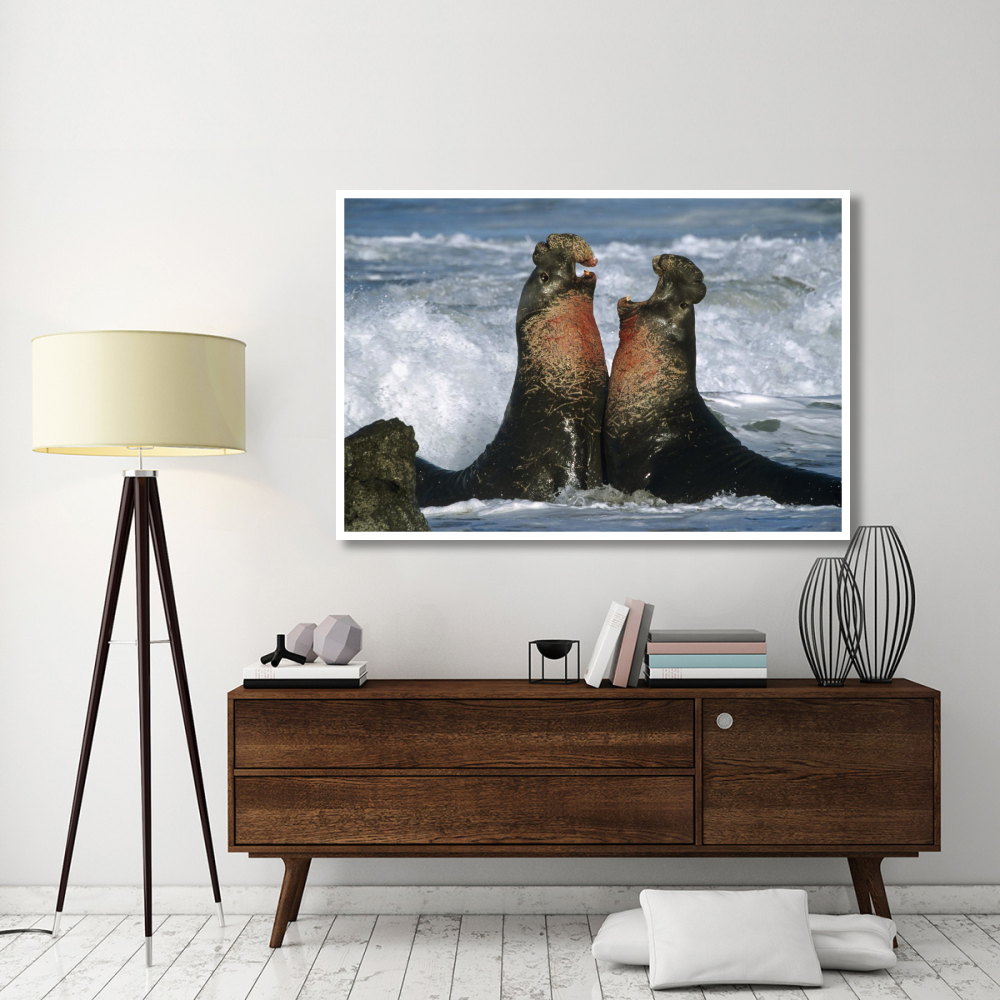 Northern Elephant Seal males fighting, California Coast-Paper Art-62&quotx42"