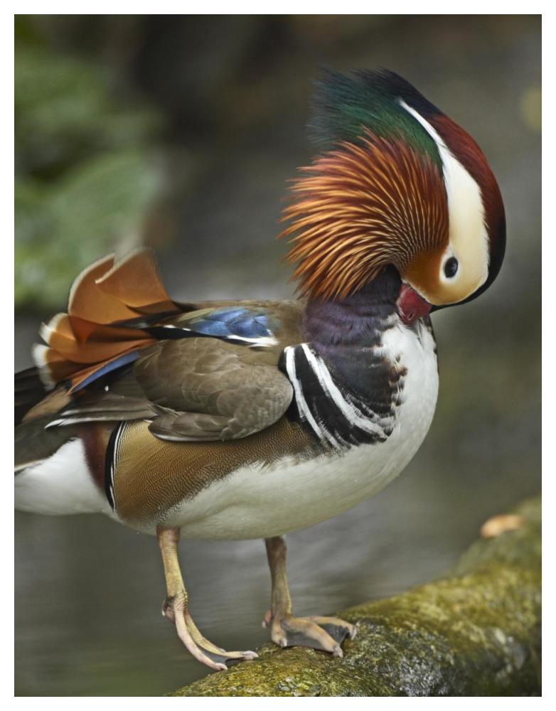 Mandarin Duck male preening, Jurong Bird Park, Singapore-Paper Art-38"x50"