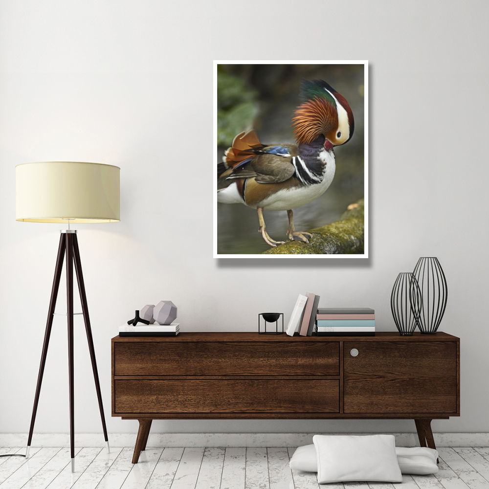 Mandarin Duck male preening, Jurong Bird Park, Singapore-Paper Art-38&quotx50"