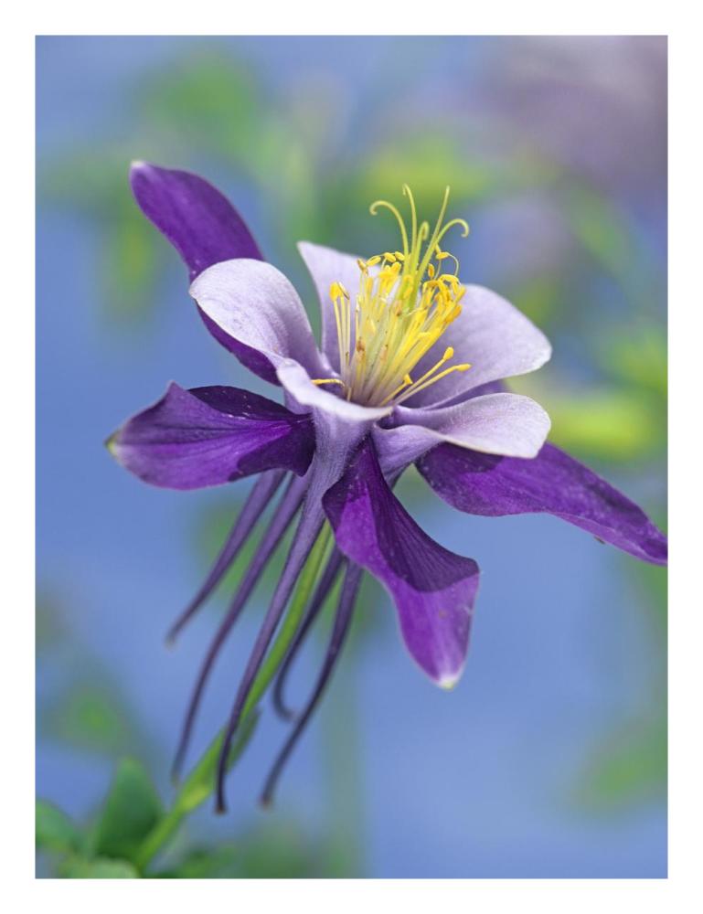 Colorado Blue Columbine close up of bloom, North America-Paper Art-20"x26"