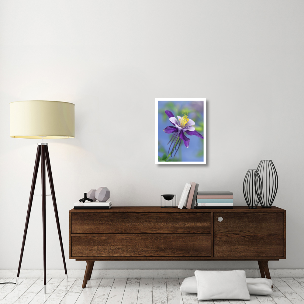 Colorado Blue Columbine close up of bloom, North America-Paper Art-20&quotx26"