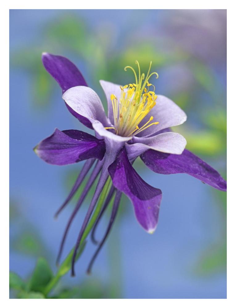 Colorado Blue Columbine close up of bloom, North America-Paper Art-26"x34"