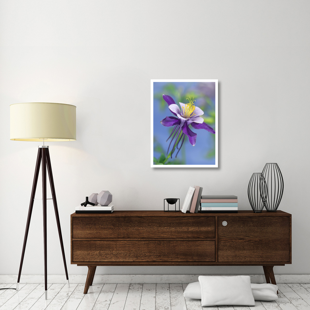 Colorado Blue Columbine close up of bloom, North America-Paper Art-26&quotx34"