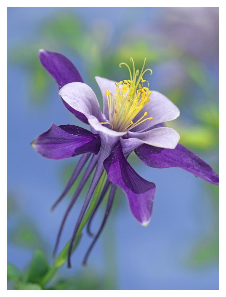 Colorado Blue Columbine close up of bloom, North America-Paper Art-32"x42"