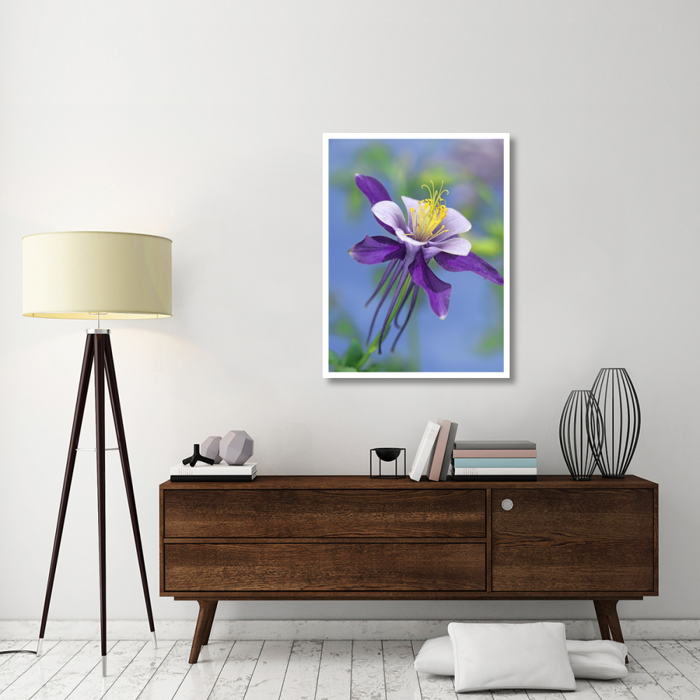 Colorado Blue Columbine close up of bloom, North America-Paper Art-32&quotx42"