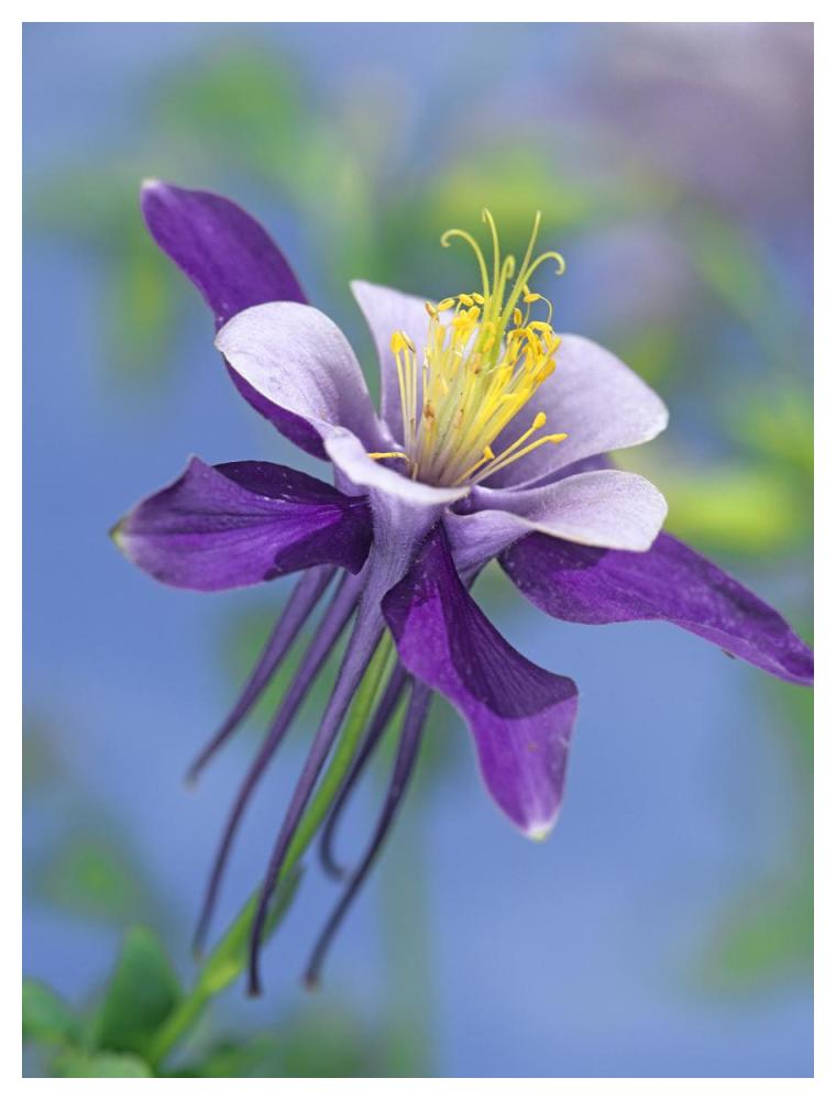 Colorado Blue Columbine close up of bloom, North America-Paper Art-38"x50"