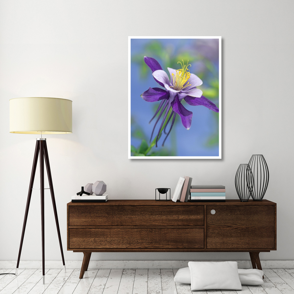 Colorado Blue Columbine close up of bloom, North America-Paper Art-38&quotx50"