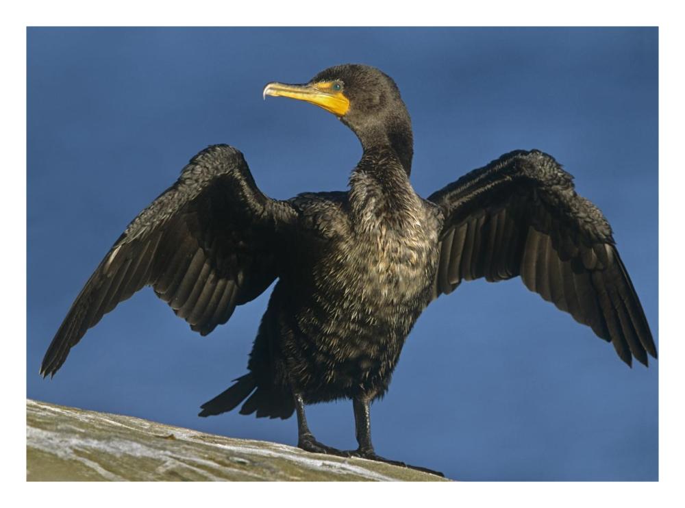 Double-crested Cormorant drying its wings, North America-Paper Art-26"x20"