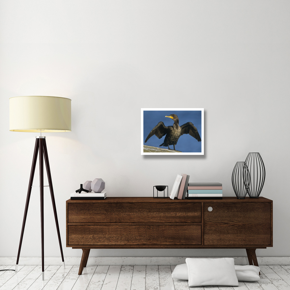 Double-crested Cormorant drying its wings, North America-Paper Art-26&quotx20"