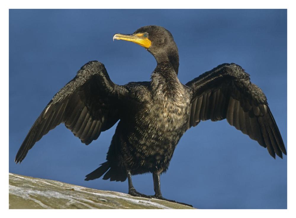 Double-crested Cormorant drying its wings, North America-Paper Art-34"x26"