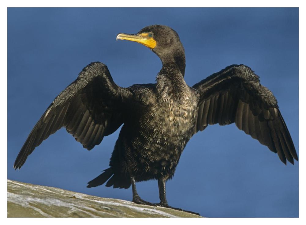 Double-crested Cormorant drying its wings, North America-Paper Art-42"x32"