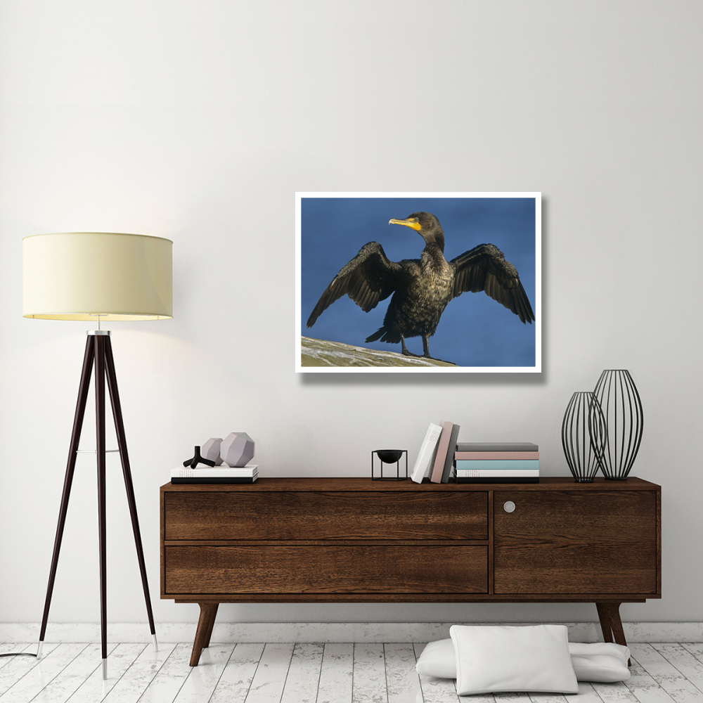 Double-crested Cormorant drying its wings, North America-Paper Art-42&quotx32"