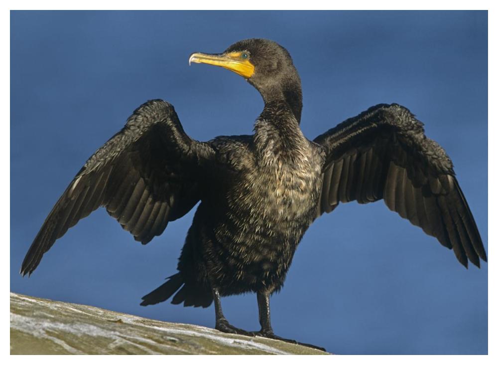 Double-crested Cormorant drying its wings, North America-Paper Art-50"x38"