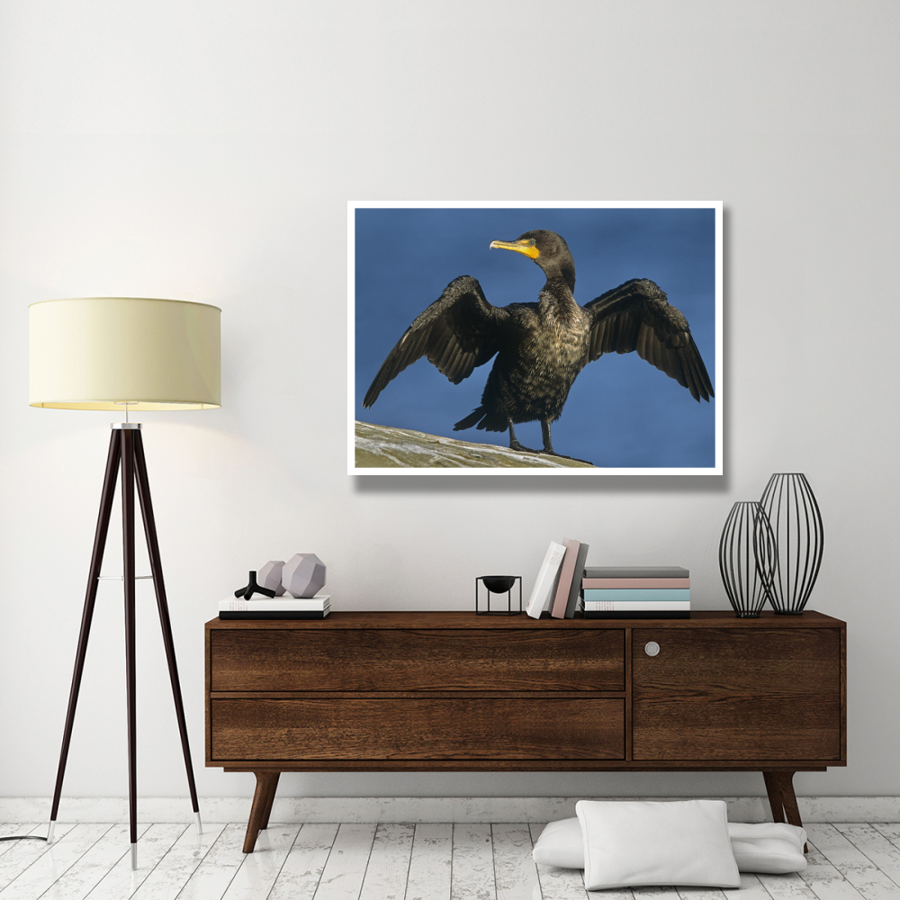Double-crested Cormorant drying its wings, North America-Paper Art-50&quotx38"